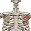 영동헬스클럽 이미지