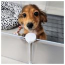 강아지분양 애견입양 아이러브독 인천점 | 인천강아지분양, 애견입양의 새로운 기준 아이러브독 인천점이 제안하는 최적의 선택