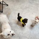 지금여기서행복하개 이미지