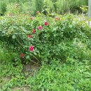 장미파크 이미지