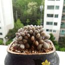 란다자리
