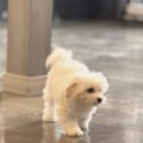 강아지는 내 운명 이미지