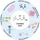 카르니틴.. 지방산 산화효과를 넘어 인체 대사에 관여 2025 이미지
