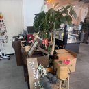 제주에선 쪼끌락 | 제주 동쪽 해안도로 카페, 쪼끌락｜김녕 오션뷰 돌하르방라떼·두쫀쿠