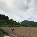 의성토종마늘