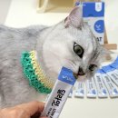 딜라잇펫 이미지