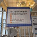 고양이미용호텔_미야옹 | [대구/남구] 오묘고양이카페호텔미용 다녀온 솔직 후기