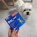 하트강아지 | 강아지 심장사상충약 하트세이버 미니츄어블 먹여본 후기