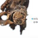 진교