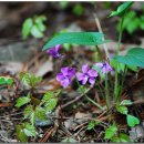 우면산5-14 이미지