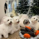 글로리 애견 유치원 이미지