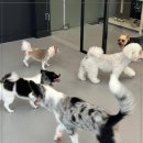 플러스펫 이미지