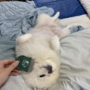 빗질해줄개 이미지