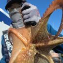 고흥-2호 | 고흥 녹동항 문어낚시(버스출조) 출조후기