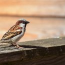 새들의 아침 이미지