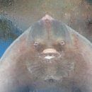 가오리PC 이미지