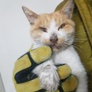 늘푸른리젠시빌 이미지