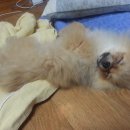 우리집코코 이미지