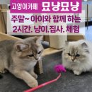 묘냥묘냥 이미지