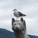 인천강화도 갈매기와 부산갈매기는 달랐어요^^*ㅡ갈매기의 꿈 이미지