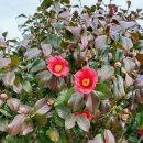 와온치과 이미지