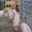 조천축산 이미지