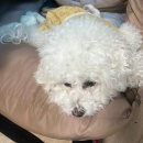 마이댕 | 충주 애견 미용 추천 마이댕에서 미니 비숑 스포팅 미용 후기 가격정보 (내돈내산)