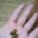 한국사료(주) | 수의사가 품질 평가한국내 최초 CVSC 통과 ANF 6FREE+ 연어+흰살생선 1.6kg 사료 후기