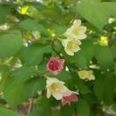 우리 꽃 세밀화 이미지