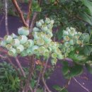 운산농원 이미지