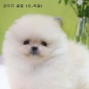 24시 블루밍 동물병원 네이버블로그