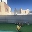 등교하개 이미지