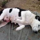 나루 동물병원 이미지