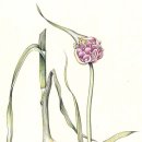 보태니컬 일러스트 이미지