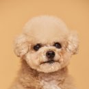 플라밍고스튜디오 이미지