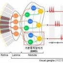 카이스트, 반도체가 곤충처럼 사물 움직임 감지한다 이미지