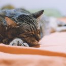 베이지동물병원 이미지