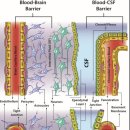 Re: 혈액뇌장벽(BBB)에 대하여 이미지