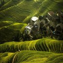 중국 위안양 계단식 논 Yuanyang Rice Terraces 이미지