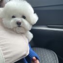 그루미뇽 | 부산 전포 애견미용 그루미뇽 재방문 후기