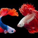 기독간호대학교 이미지