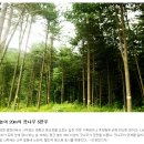 경기 가평, 축령산 잣나무숲 - 치유의 숲, 잣향기 푸른교실 (NAVER 아름다운 한국) 이미지