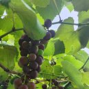 백천농장 이미지