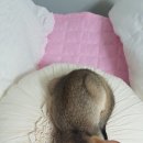 탐나오리 이미지