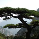 소나무 전경 이미지