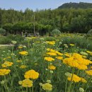 태화강국가정원 이미지