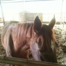 천리목장 이미지