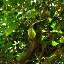 태하 성하신당 이미지