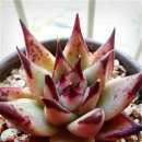 해드리오 이미지