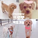 프로펫애견샵